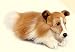Yomiko Collie Large