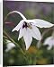Canvas Prints of CRH-1046 Acidanthera - This gladiolus like plant grows its fragrant blooms in from Ardea Wildlife Pets