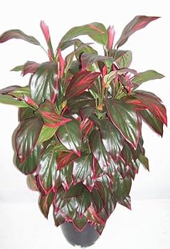 38" Double Potted Thai Plant