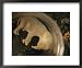 A View of an Elephant Fetus from a Culled Female Framed Art Poster Print by Chris Johns, 22x18
