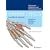 Lernatlas der Anatomie. Allgemeine Anatomie und Bewegungssystem