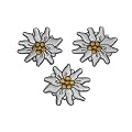 3 er Set: Edelwei� 4,1 cm * 3,8 cm B�GELBILD AUFN�HER APPLIKATION PATCH Blume Bl�te Pflanze Edelweiss wei� Alpen Bayern Wandern Gebirge �sterreich