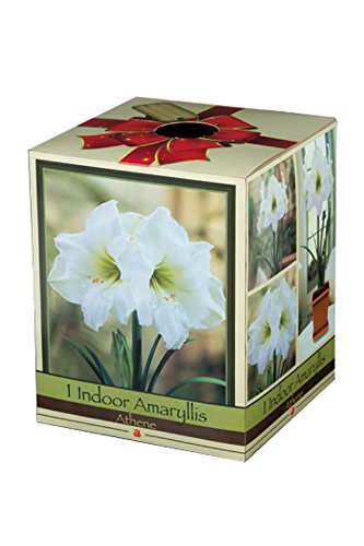 Amaryllis Kit: Athene with Plastic Pot/Saucer/Bulb - 26/28 cm Bulb - Netherland
