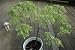 Curry Leaf Tree (Murraya koenigii)