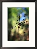 Black and Yellow Spider, Bago, Myanmar (Burma) Collections Framed Photographic Poster Print by Anders Blomqvist, 17x21