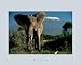 michel Labat - Elephant By Mount Kilimanjaro, Kenya - Jean-Michel Labat Art Print Poster 11.75 x