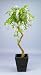 Artificial Wisteria Tree - 150cm - Twisted Wood Stem