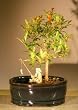 Bonsai Boy's Flowering Dwarf Pomegranate Bonsai Tree Water Land Container - Small Punica Granatum