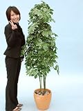 光触媒 観葉植物 シエフレラ 165cm