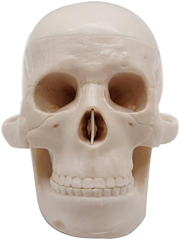 Mini Human Skull Head Model,Kouber Human Anatomical Model,3" x 4" x 6"