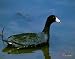 American Coot