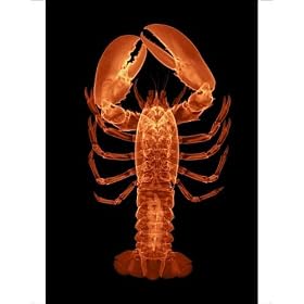 Photographic Prints of Lobster, X-ray from Science Photo Library