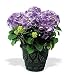 Blooming Hydrangea Plant