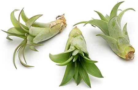 MakersKit Brachycaulos Premium Live Air Plants, Set of Three + Free Organic Plant Food Pod