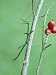 Walkingstick, Diapheromera Femorata Photographic Poster Print by James H. Robinson, 1...