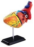National Geographic The Human Heart