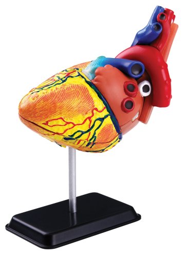 Childrens Toyshop  Toys : National Geographic The Human Heart