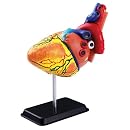 National Geographic The Human Heart