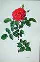 CATALONIA ROSE BY LOTTE GUNHART 1965 WATERCOLOUR