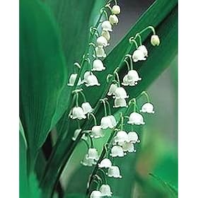 Lily of the Valley - 6 large flowering pips