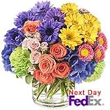 Flowers - Pompous Beverly