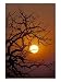 Savannah Sunset, Zimbabwe Photographic Poster Print by William Sutton, 24x32
