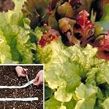 Lettuce Seeds - Lettuce Seed Tape Collection