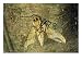 Female Spider Paralyzes a Trapped Moth with its Bite, Spider Photographic Poster Print by Darlyne Murawski, 24x18