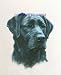 Labrador Retriever - Portrait by Cindy Farmer, Black