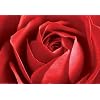 Red rose poster