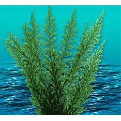 Aqua Fern Green Medium 6 Aquarium Plant by Natures Image