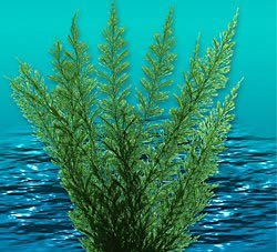Buy Natures Image Aqua Fern Green Medium 6 in Aquarium Plant