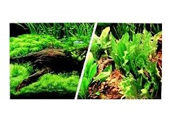 (A1715) Marina Freshwater, 12 Aquarium Background, Japanese AquaScape/Freshwater