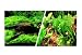 (A1715) Marina Freshwater, 12 Aquarium Background, Japanese AquaScape/Freshwater