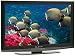 Olevia 2 Series 1080p 52 LCD TV  252TFHD