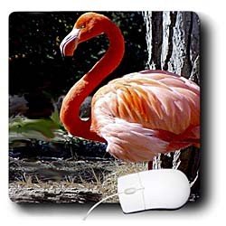 Birds - Flamingo - Mouse Pads