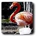 Birds - Flamingo - Mouse Pads
