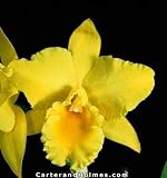 Blc. Abbeville 'Golden Promise' (Bare root plant)