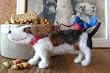 Bird Brain Designs Barnabe Dog Bird Felting Roving Kit