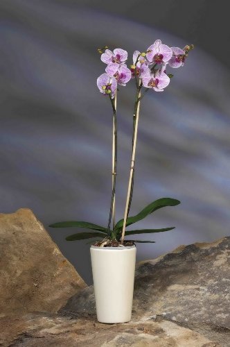 Orchidee (Phalaenopsis) mit rosa