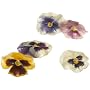 Sweetfields Candied Edible Flowers, SweetGlaze Pansies, 5-Count Boxes (Pack of 2)
