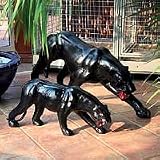 Panther Shari