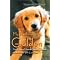 Books on Golden Retrievers
