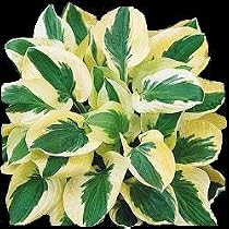 Brim Cup Hosta - Shade - Puckered Tesxture - Potted