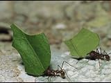 A Close View of Leaf-Cutter Ants Toting Leaf Pieces to Their Nest Photographic Poster Print, 32x24