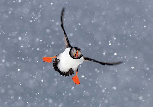 Atlantic Puffin Boxed Holiday Christmas Cards, 12 Cards