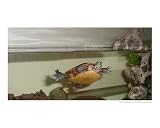 Enjoying the Day Animals Photographic Poster Print by Jaime Coughlin, 10x8
