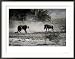 An African Cheetah and a Warthog Kick up Clouds of Dust in a Tense Confrontation Collections Framed Photographic Poster Print by Chris Johns, 36x26