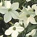 Nicotiana Fragrant