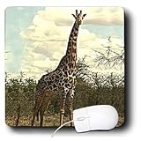 Wild animals - Giraffe - Mouse Pads